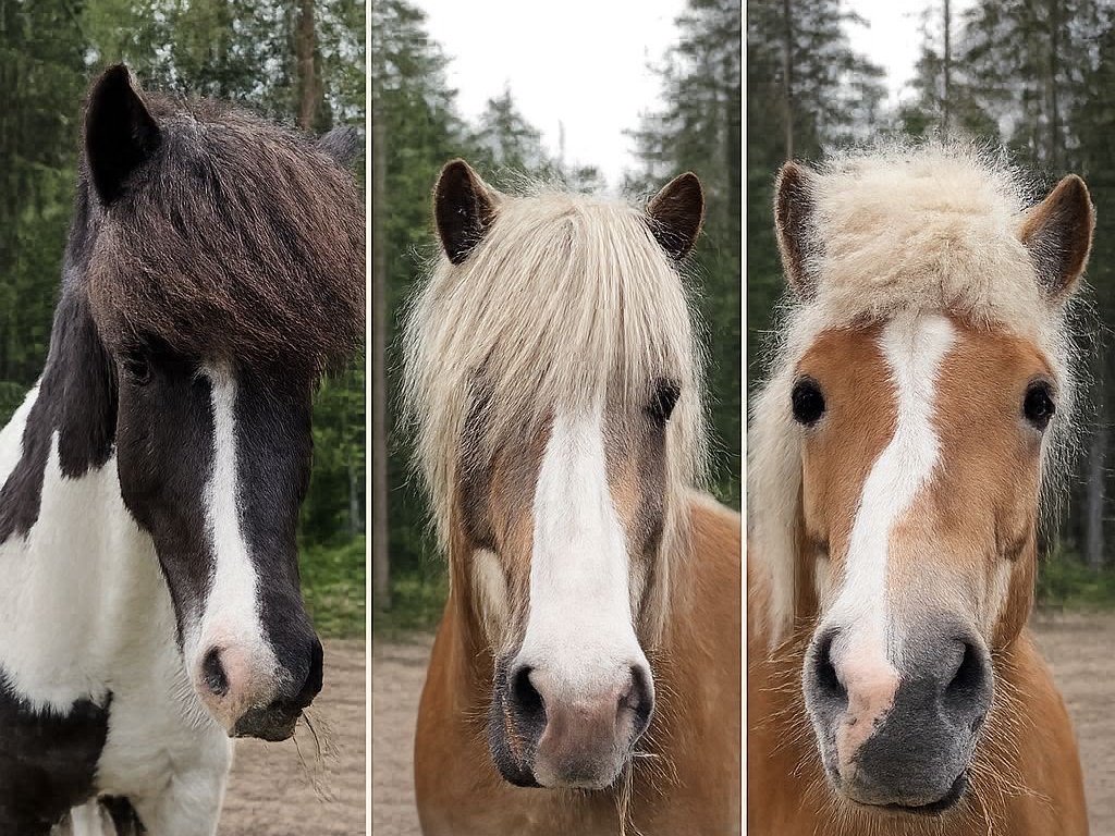 Seifur, Illusio ja Tristan Kanipakassa